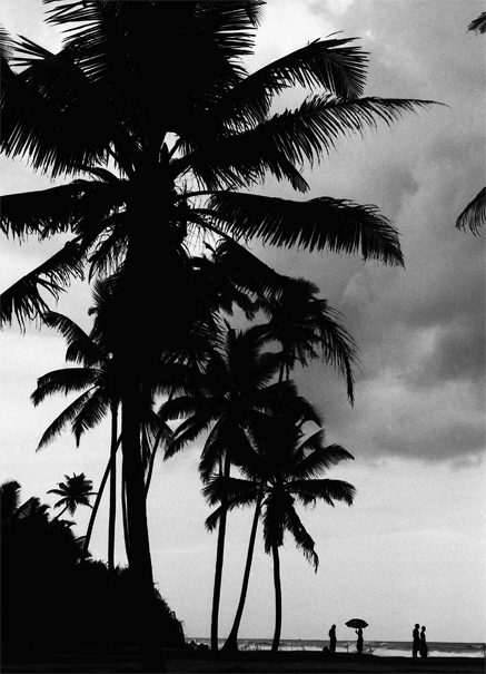 silhouettes under palm trees