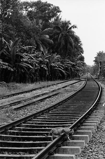 Cat Can't Get On The Train (Sri Lanka)