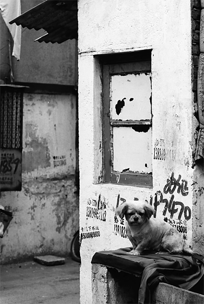 Dog sitting alone in lane