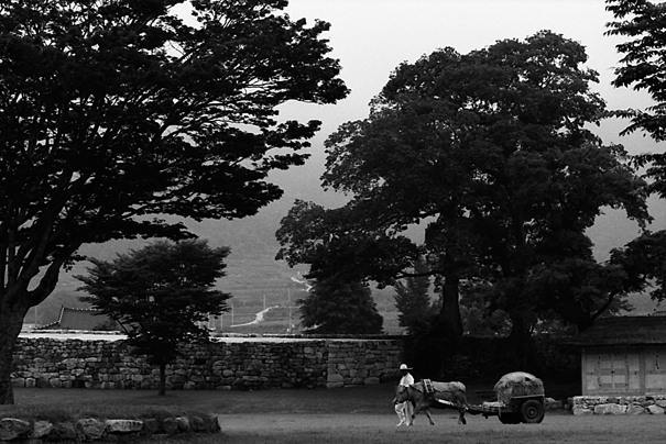Cattle Was Drawing (South Korea)