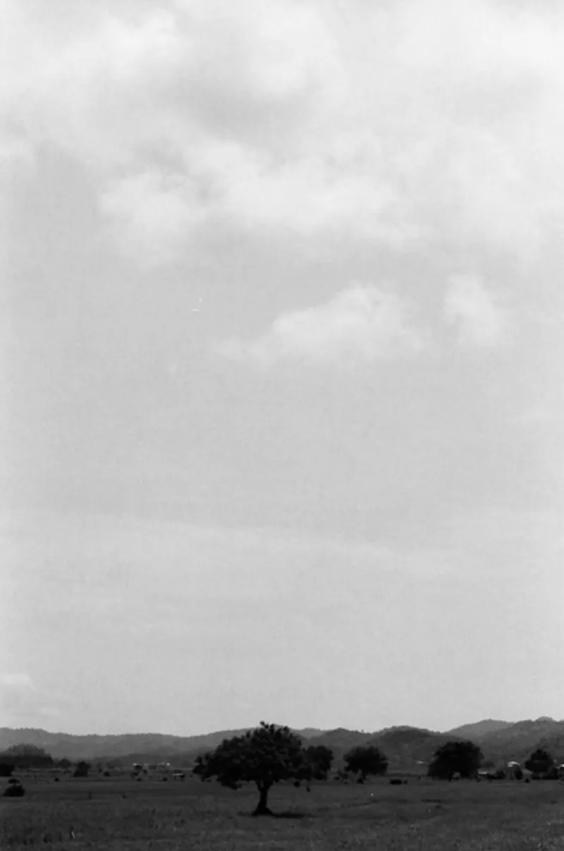 田んぼの中にぽつんと立つ木