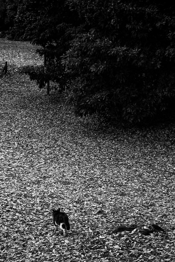 Cat walking on fallen leaves
