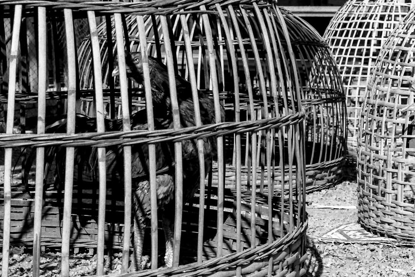 ラオス 鳥籠の中の勇ましい雄鶏 写真とエッセイ By オザワテツ