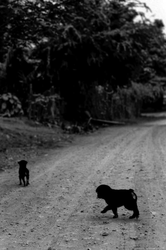 砂利道を往く二匹の犬