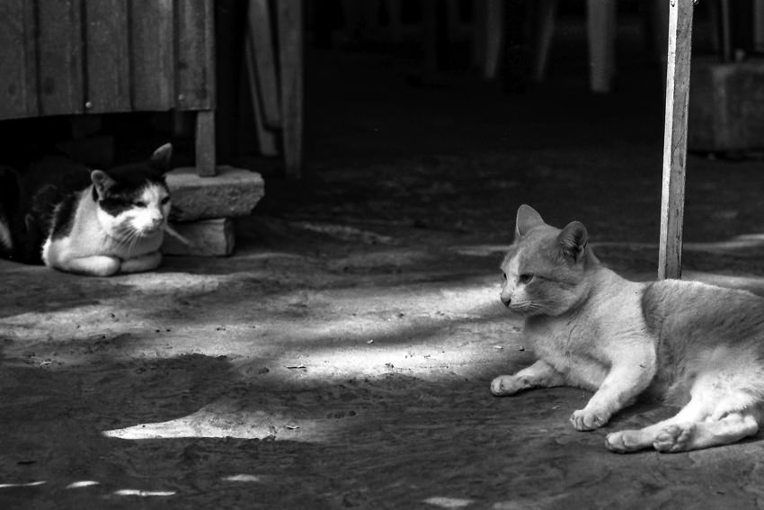 ラオス 横たわる二匹の猫 写真とエッセイ By オザワテツ