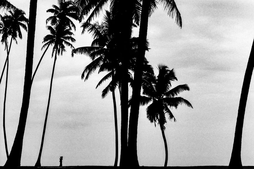 椰子と椰子の間のシルエット スリランカ 旅と写真とエッセイと