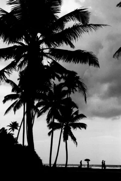 椰子の木の下のシルエット