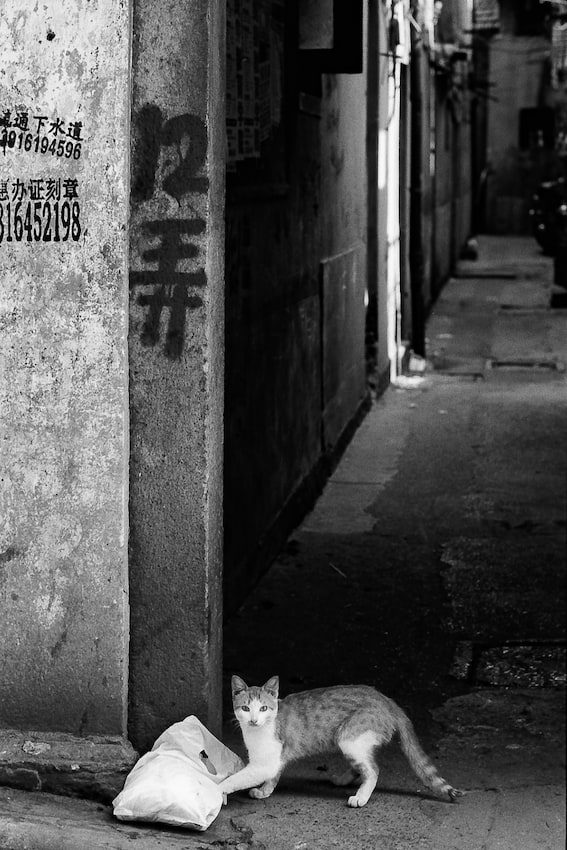 Cat releaseing hostility