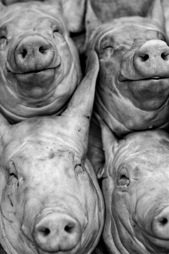 Faces of pig sold in the market in Gyeongju