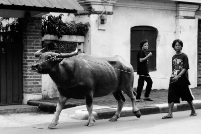 Man walking with big buffalo