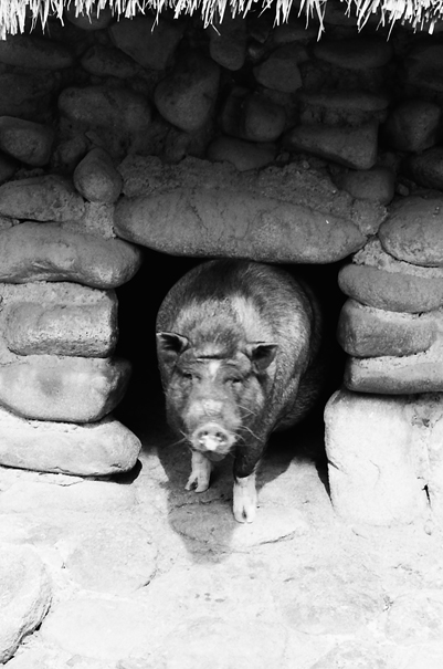 Pig At A Hole (Philippines)