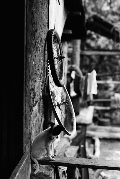 Dog And Wheel (Philippines)