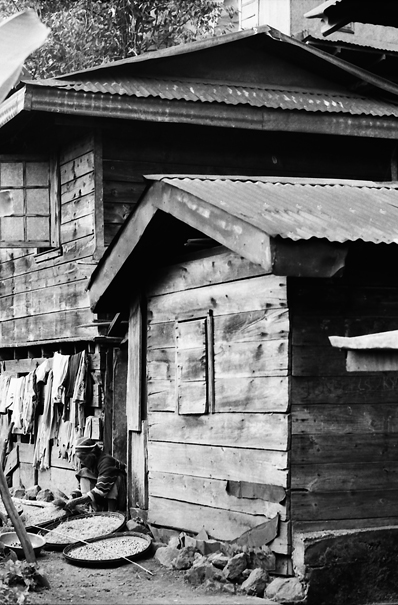 Drying Beans (Philippines)