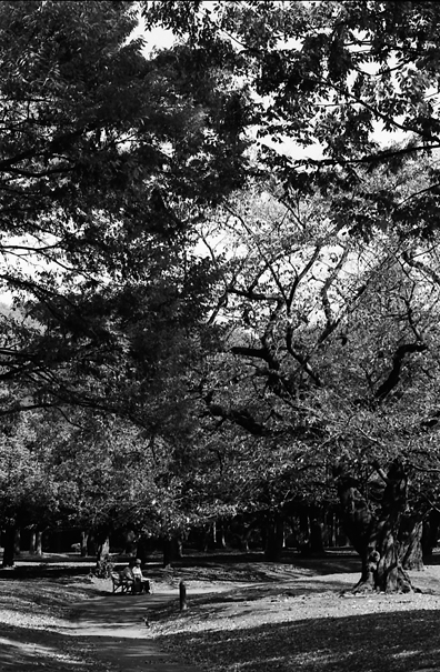 Trees In The Yoyogi Park (Tokyo)