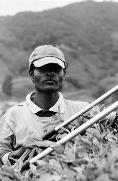 茶畑で働く労働者