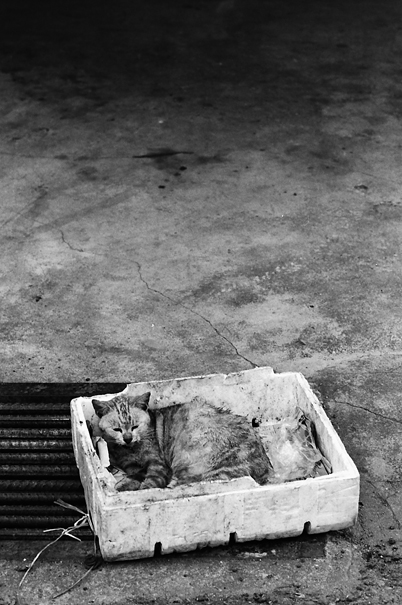 Cat In The Box (Malaysia)