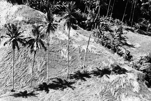 Coconut Trees (Indonesia)