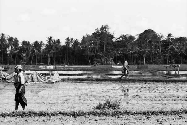 Woman On The Ridge Of The Field (Indonesia)