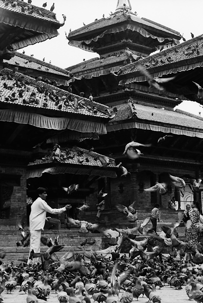 Doves In Durbar Square (Nepal)