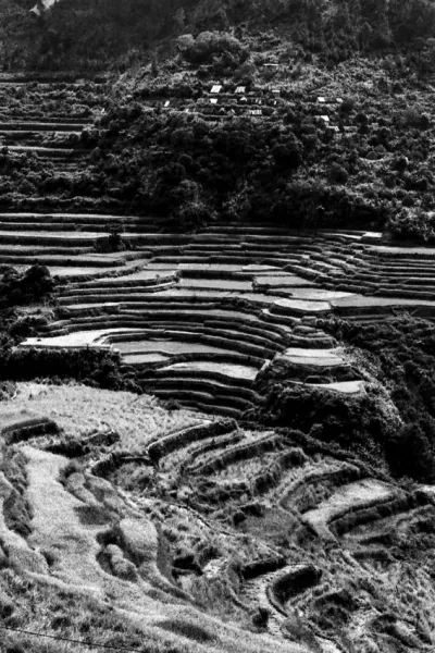 Rice terrace on steep slope