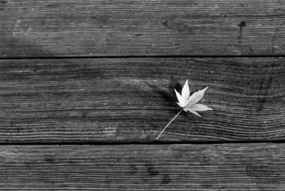 Maple leaf on wooden bench