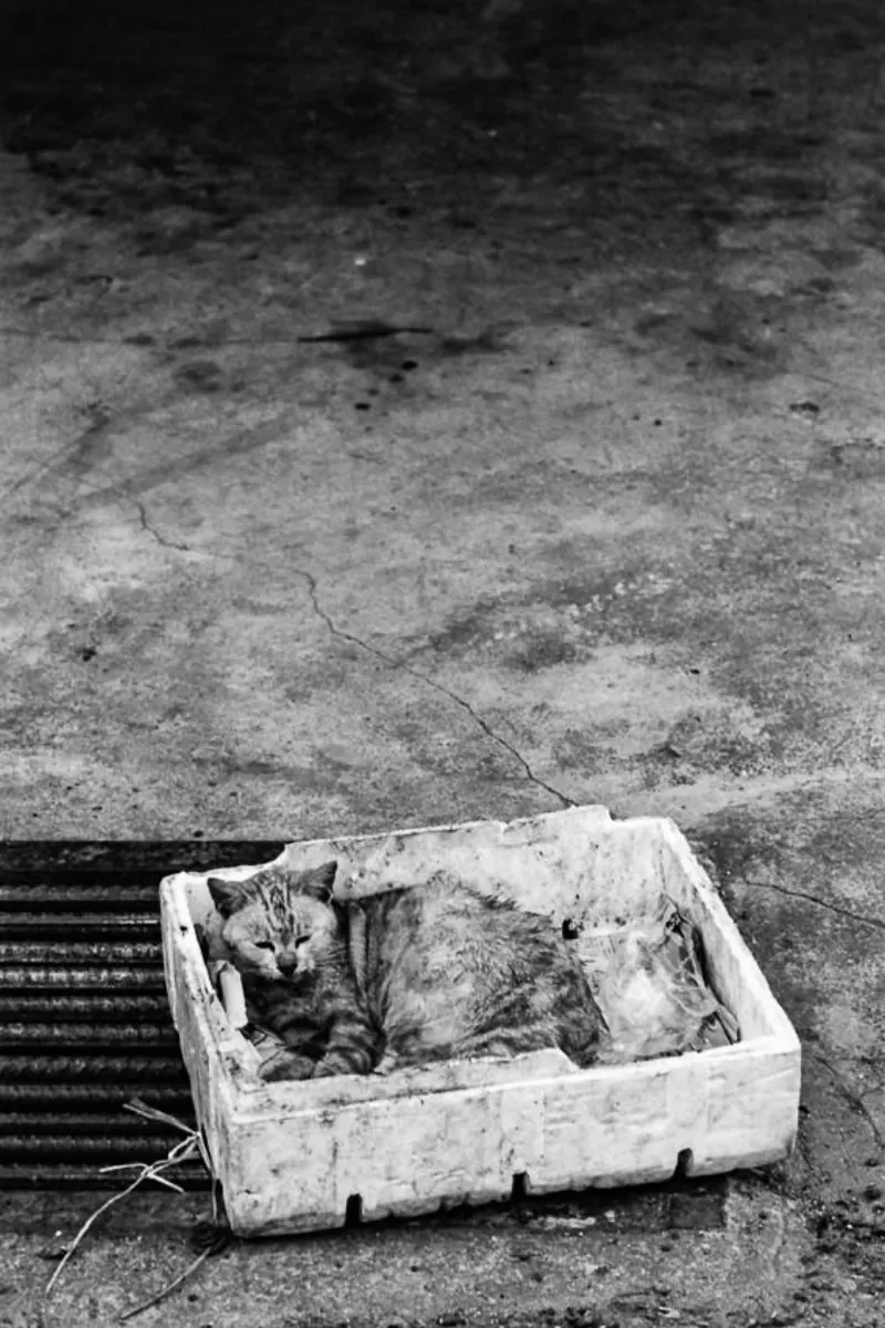 箱の中で丸まって寝る猫