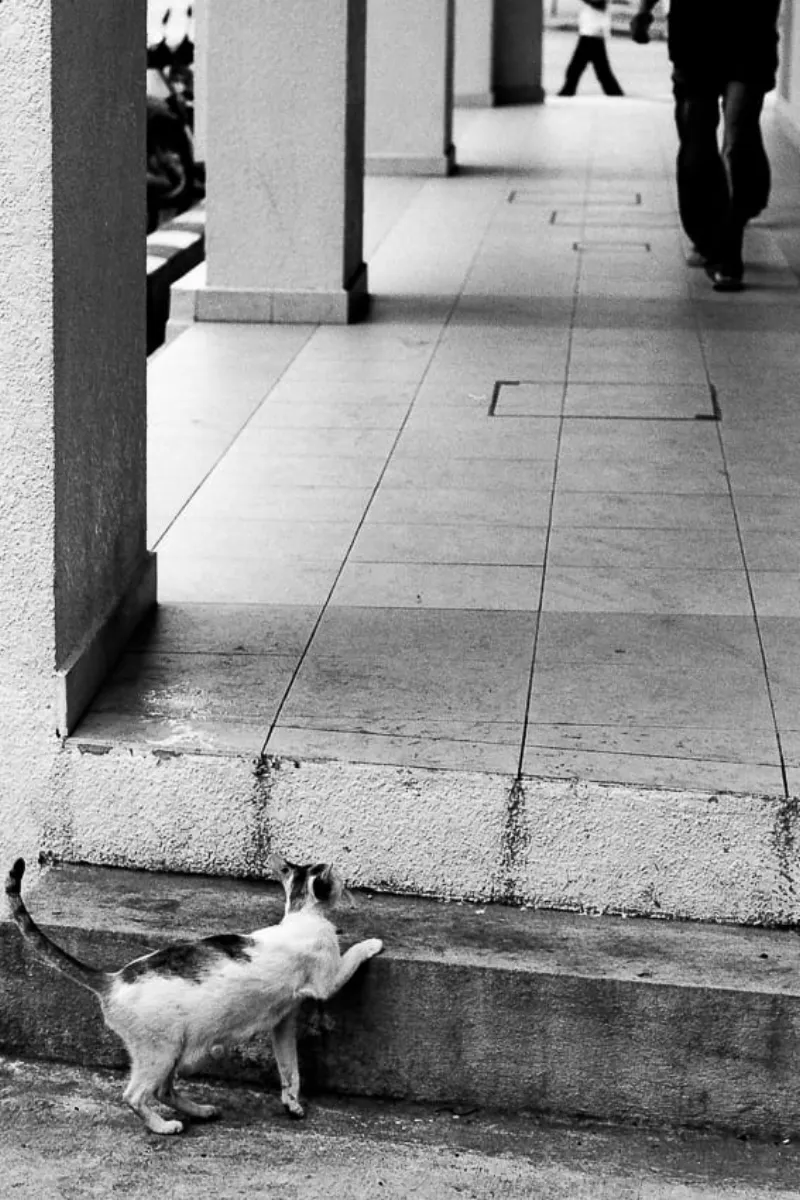 Cat watching passage