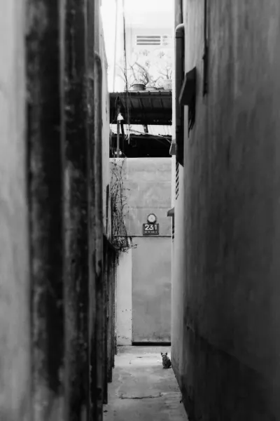 Cat sitting still in dim lane