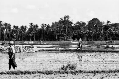 Woman stopping on ridge of rice field