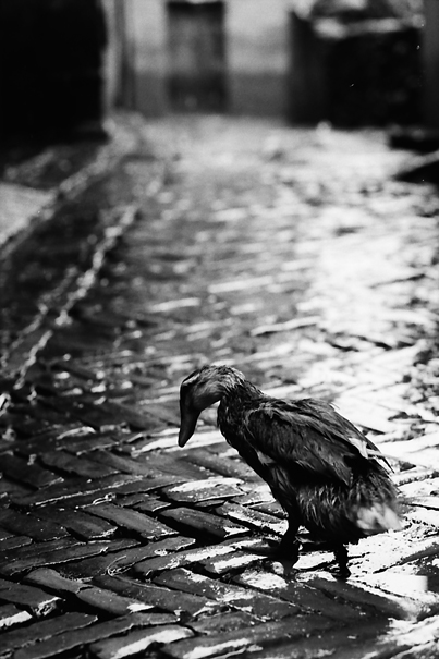 Bird After The Rain (Nepal)