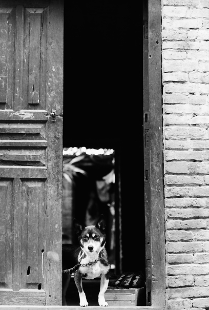House Dog With A Regretting Look (Nepal)