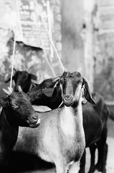 Goats in bazaar