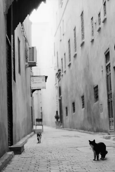 人気のない路地を歩く猫