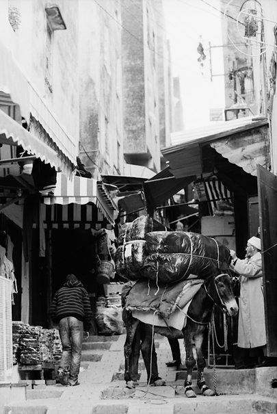 Donkey In The Staircase (Morocco)