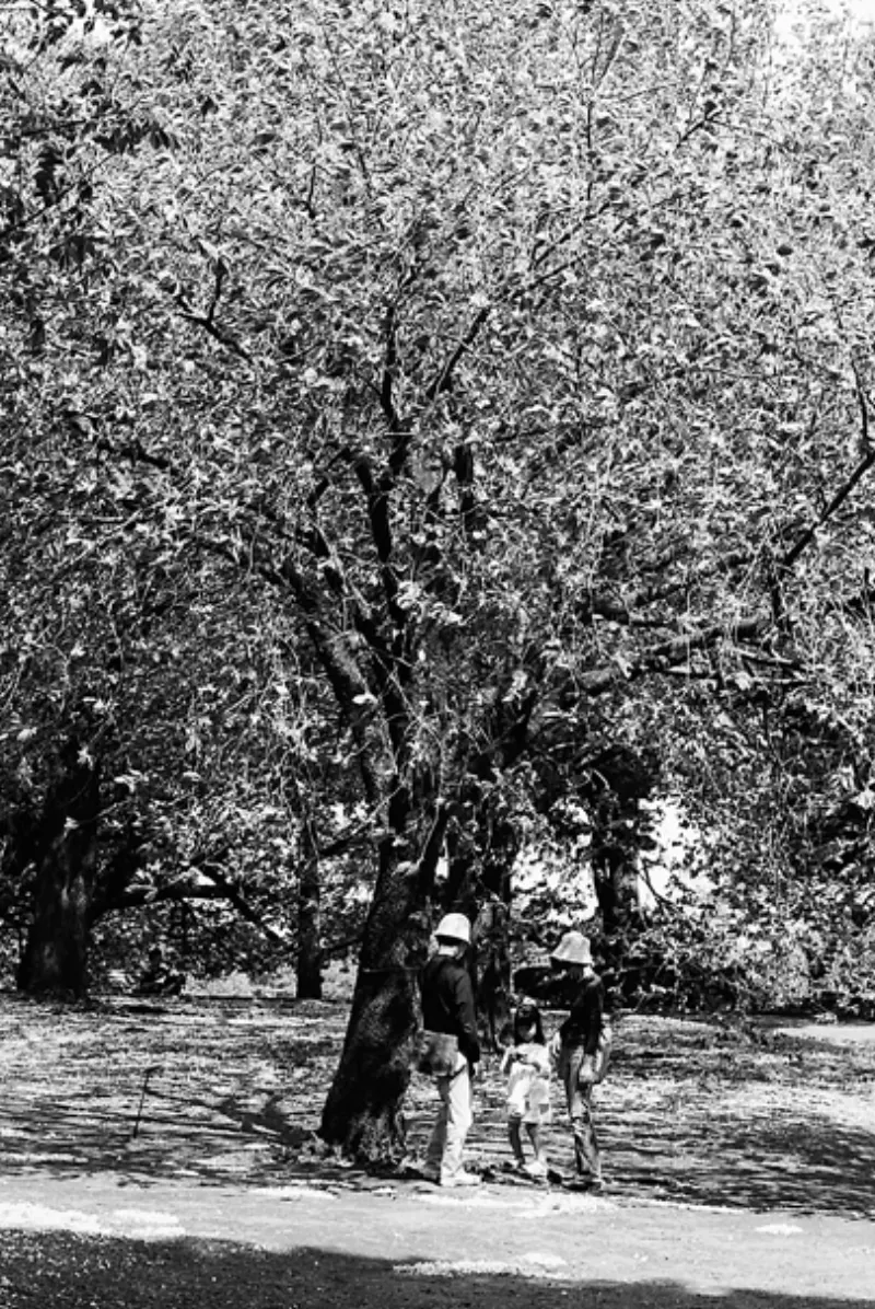 樹の下の家族連れ