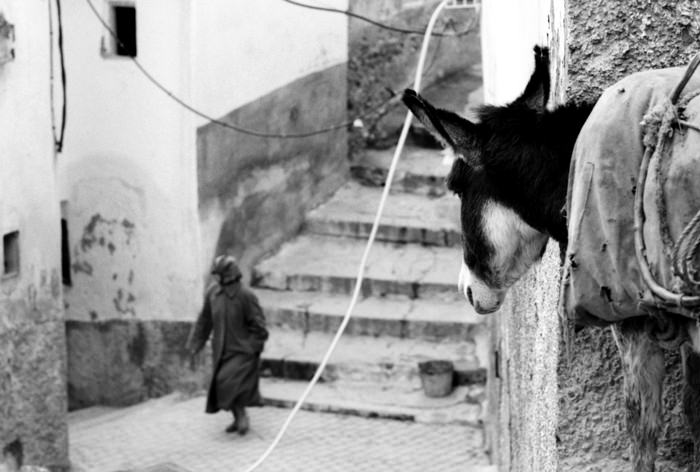 Donkey watching woman