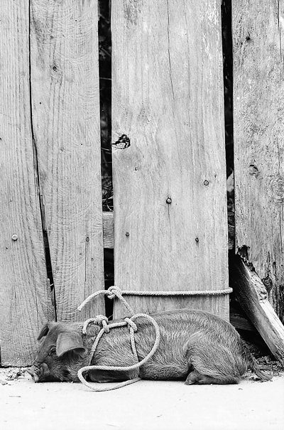Leashed Pig By The Wayside (Mexico)