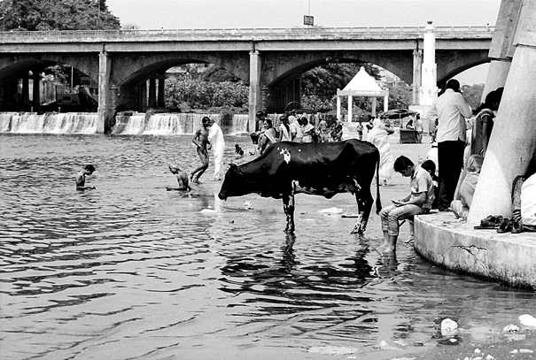 Cow taking ritual bath