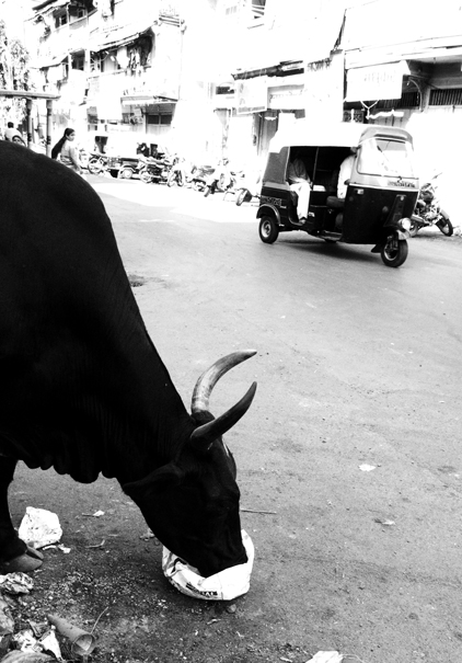Cow feeding