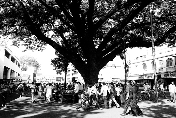 Under A Big Tree (India)
