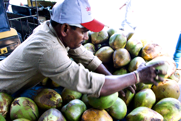 Heaps Of Coconuts (India)