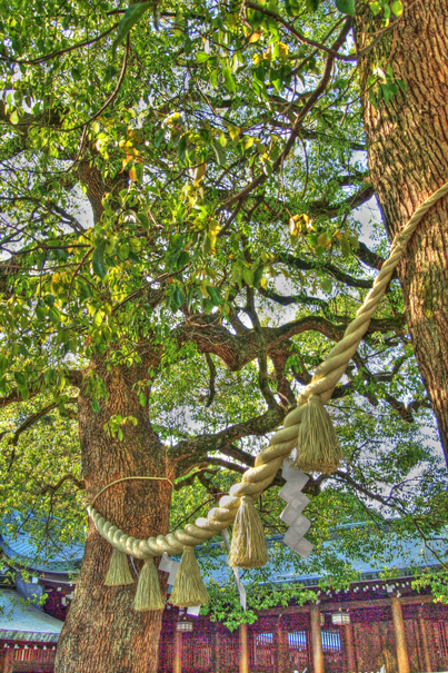 Sacred Rope In Meiji Jingu (Tokyo)