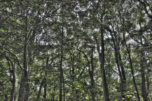 Clump Of Trees In Meiji Jingu (Tokyo)