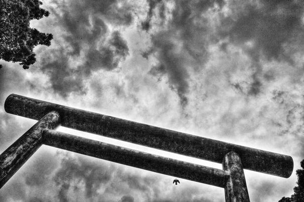 Torii And A Bird (Tokyo)