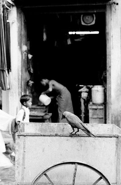 Crow on cart