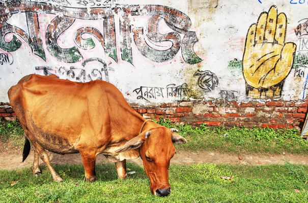 Cow And Palm (India)