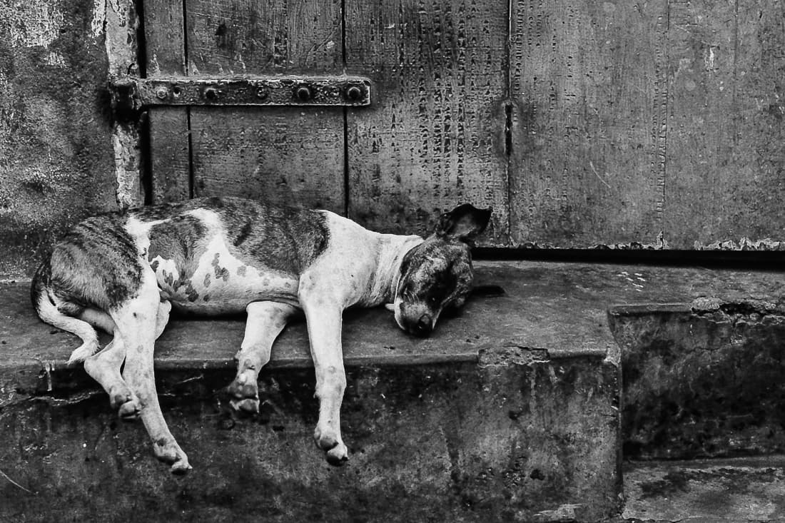 インド 道端で昼寝する犬 旅と写真とエッセイ By オザワテツ