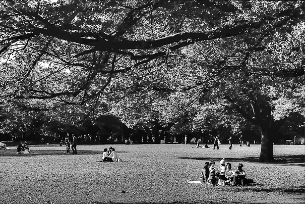 Picnic In The Yoyogi Park (Tokyo)