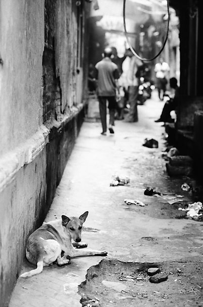 インド 路地で寝そべる犬 旅と写真とエッセイ By オザワテツ