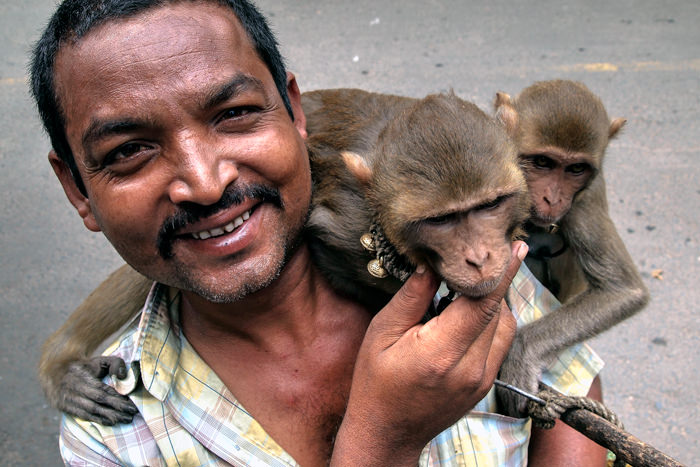Man walking with monkeys
